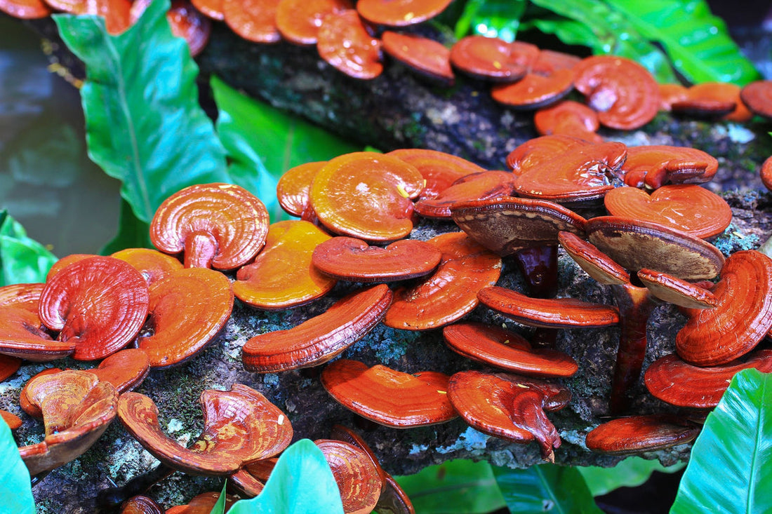  A cluster of red Reishi mushrooms growing on a log. Known for boosting immunity, reducing stress, and promoting longevity.