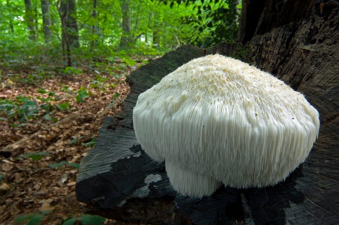 Lion’s Mane mushroom growing on a tree stump in a forest, featuring its distinctive white, shaggy spines. Known for cognitive and nerve health benefits.