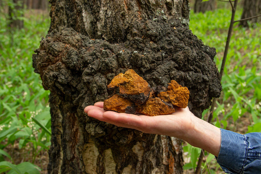 Understanding Chaga Mushrooms