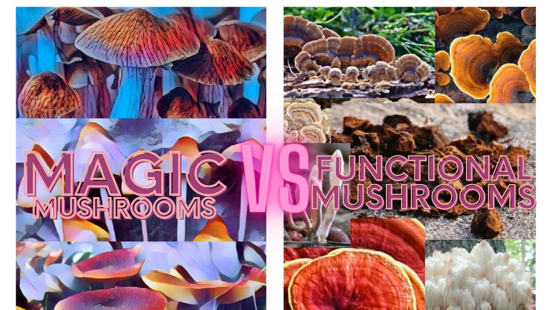 Comparison between magic mushrooms and functional mushrooms, highlighting differences in effects, uses, and health benefits.