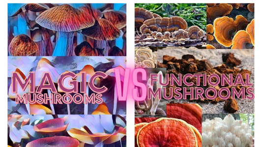 Comparison between magic mushrooms and functional mushrooms, highlighting differences in effects, uses, and health benefits.