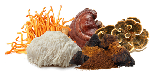 A collection of functional mushrooms, including Lion's Mane, Reishi, Cordyceps, Chaga, and Turkey Tail, displayed in powdered and whole forms, known for their health-boosting properties.