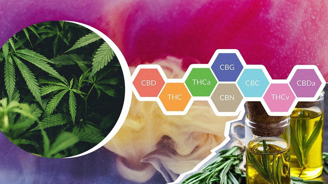 Unleashing the Magic of Cannabinoids: Exploring Their Origins, Benefits, and Who Can Benefit