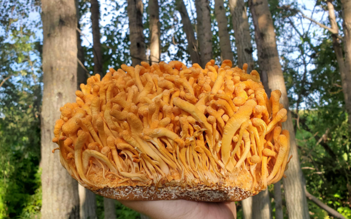 Understanding Cordyceps Mushrooms