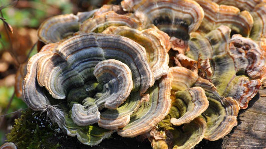 Close-up of vibrant Turkey Tail mushrooms with layered, wavy rings in shades of brown, green, and blue, known for their powerful immune-boosting properties.