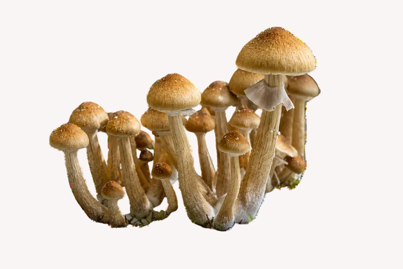 Cluster of Golden Teacher psilocybe cubensis magic mushrooms against a white background.