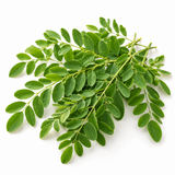 Illustrative moringa leaves in their natural form