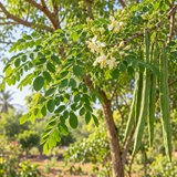 AI-generated illustration of a Moringa oleifera tree with green leaves, white flowers and long seed pods